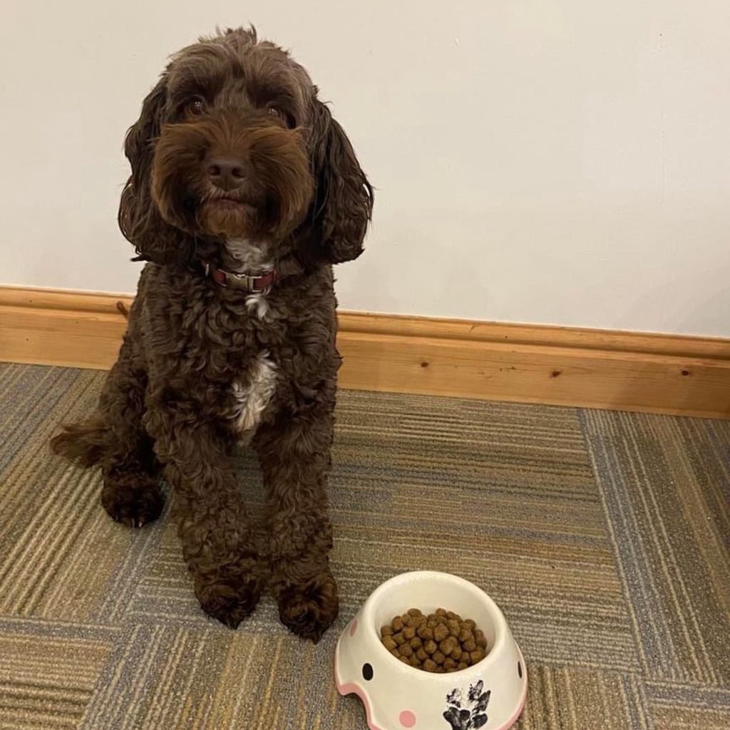 Medium dog Bowl