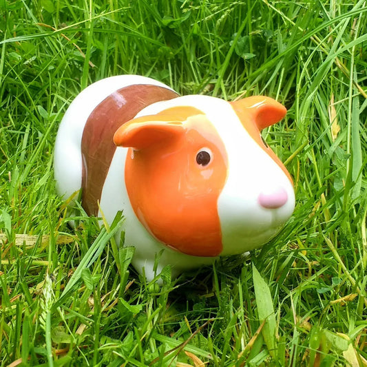 Cute guinea pig