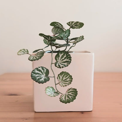 Bella plant pot