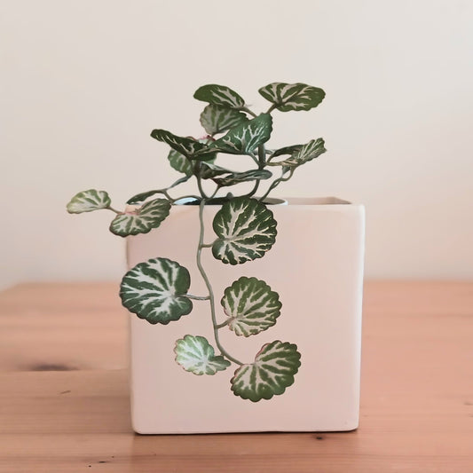 Bella plant pot