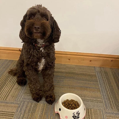 Medium dog Bowl